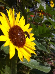 Sunflower with a Bee 